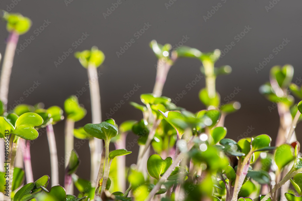 Fresh microgreens. Close-up of microgreens of purple radish Fresh microgreens. Close-up of microgreens of purple radish