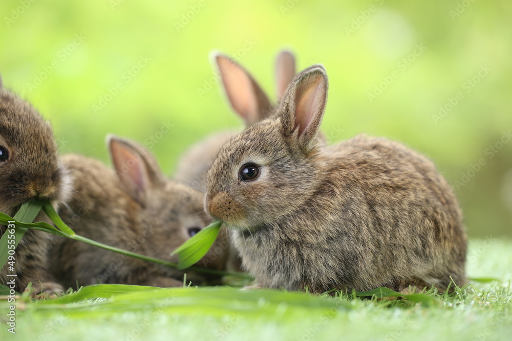 Cute little rabbit on green grass with natural bokeh as background during spring. Young adorable bunny playing in garden. Lovrely pet at park Cute little rabbit on green grass with natural bokeh as background during spring. Young adorable bunny playing in garden. Lovrely pet at park