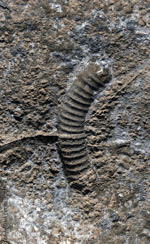 Impression of fossil in limestone  © Judith
