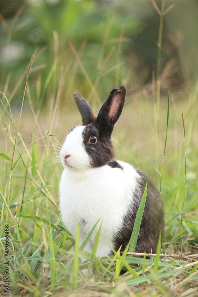 Rabbit in green field and farm way. Lovely and lively bunny in nature with happiness. Hare in the forest. Young cute bunny playing in the garden with grass and small flower. Rabbit in green field and farm way. Lovely and lively bunny in nature with happiness. Hare in the forest. Young cute bunny playing in the garden with grass and small flower.