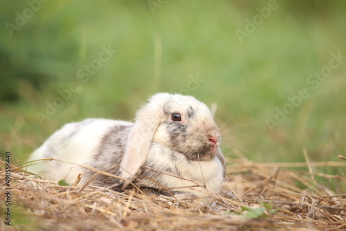 Rabbit in green field and farm way. Lovely and lively bunny in nature with happiness. Hare in the forest. Young cute bunny playing in the garden with grass and small flower.
