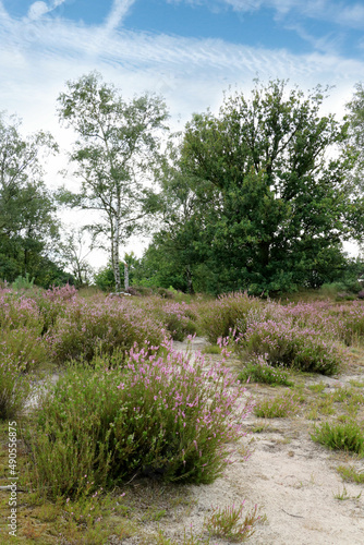 trees and purple moor in the cross border park the Zoom and Kalmthout heath in Belgium, the Netherlands