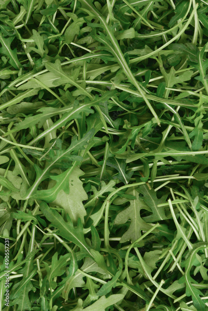 Fresh leaves of arugula as background. Fresh leaves of arugula as background.