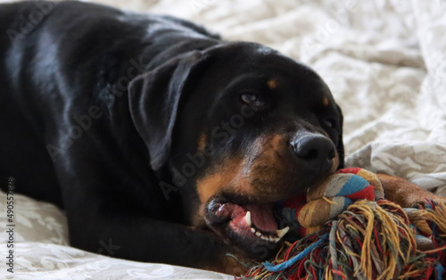 Rottweiler dog with its toy close up portrait. Happy pet photo. Dog laying on a bed. 