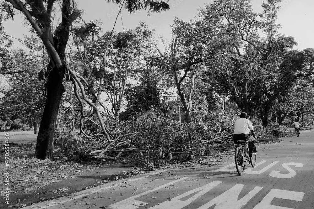 Super cyclone Amphan uprooted tree which fell and blocked pavement. The
