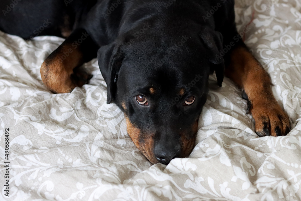 Young Rottweiler dog laying on a bed. Cute pet close up photo.  