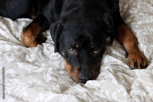 Young Rottweiler dog laying on a bed. Cute pet close up photo. 