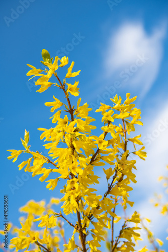 Yellow forsythia flowers blossoming in spring on blue sky, blossom
