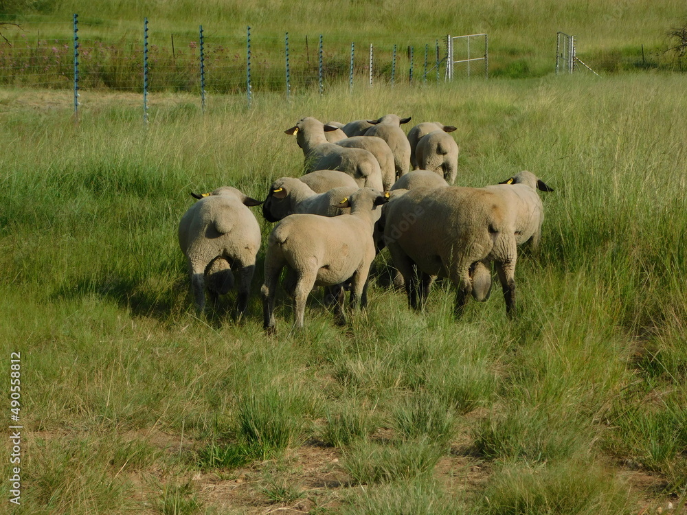Closeup rear view of a herd of Hampshire ram sheep walking on a short cut grass pathway surrounded by high grass fields, on a hot sunny day in Gauteng, South Africa Closeup rear view of a herd of Hampshire ram sheep walking on a short cut grass pathway surrounded by high grass fields, on a hot sunny day in Gauteng, South Africa