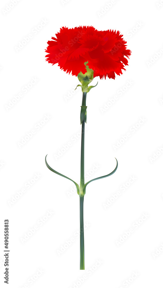 Carnation flower isolated on white background. Illustration Carnation flower isolated on white background. Illustration