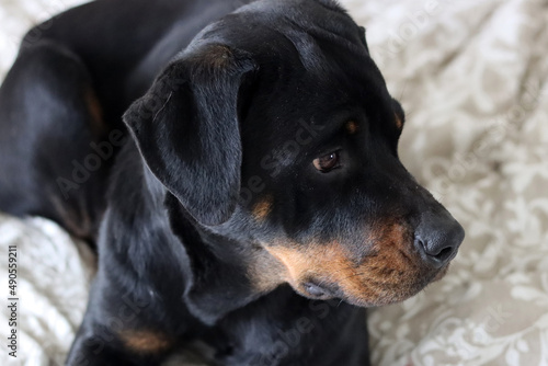 Close up photo of cute black Rottweiler dog on a bed. Dog looking at camera. 