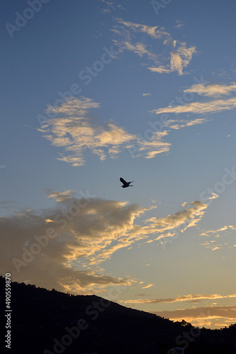 A Flying bird with the cloud during the sunrise in the morning.