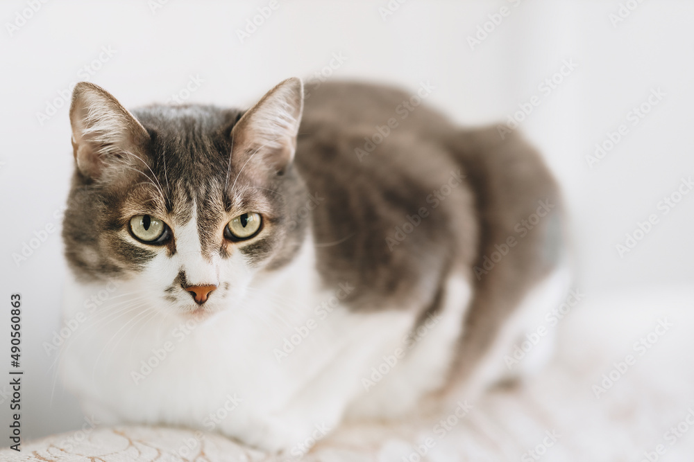 Portrait of beautiful noble cat with large eyes on light background in home environment. Pet sits on couch.