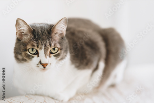 Fototapeta Naklejka Na Ścianę i Meble -  Portrait of beautiful noble cat with large eyes on light background in home environment. Pet sits on couch.