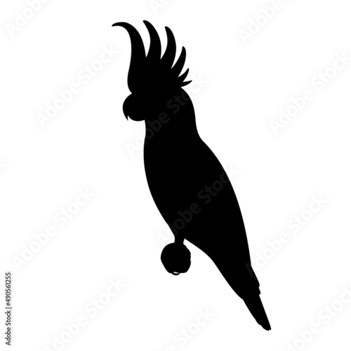 Silhouette of a cockatoo parrot