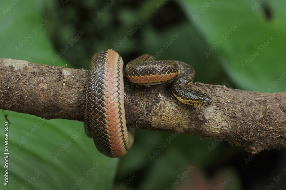 The rainbow water snake (Enhydris enhydris) is a species of mildly ...