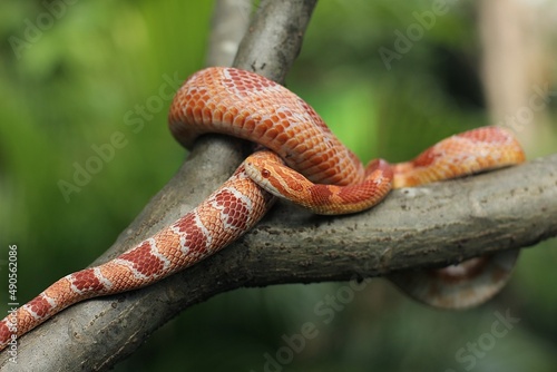 Obraz na plátne The corn snake (Pantherophis guttatus) is a North American species of rat snake