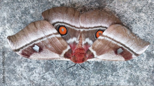 Moth with two orange and white spots © Christiaan