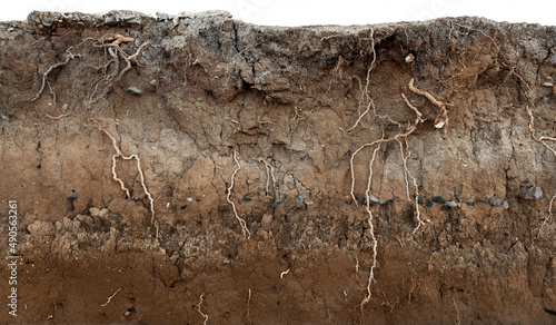 Print op canvas Soil section with rocks and tree roots. Background underground