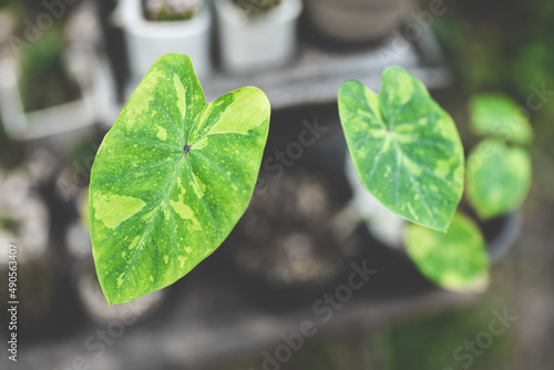 decoration of plant and flo...