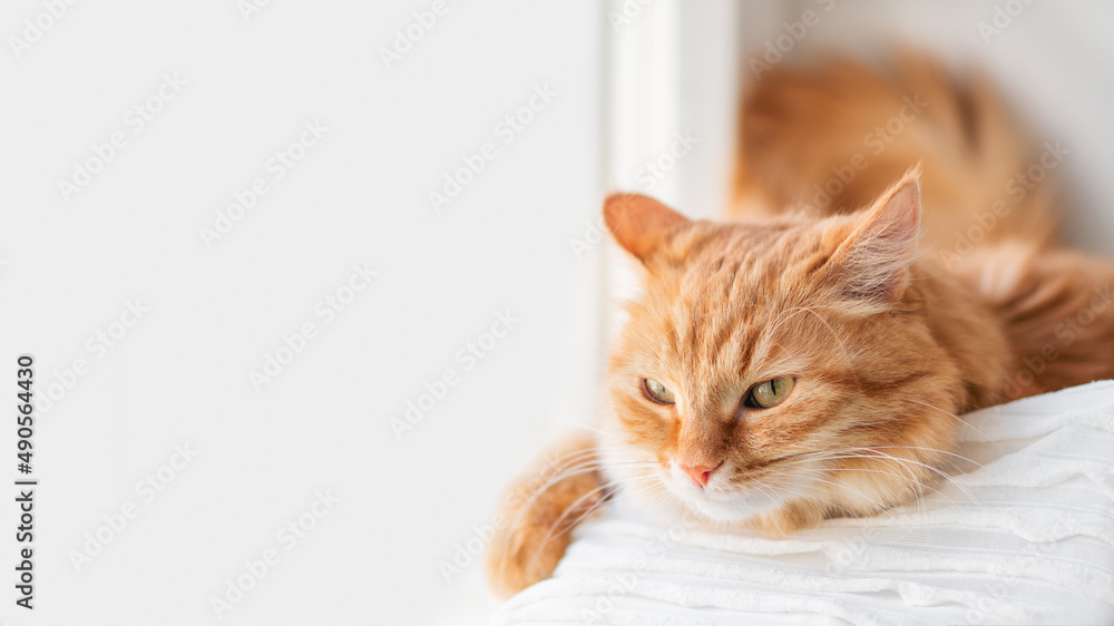 Curious ginger cat relaxes on window sill. Fluffy pet has a nap in comfort. Horizontal banner with copy space. Curious ginger cat relaxes on window sill. Fluffy pet has a nap in comfort. Horizontal banner with copy space.