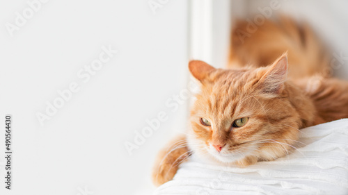 Fototapeta Naklejka Na Ścianę i Meble -  Curious ginger cat relaxes on window sill. Fluffy pet has a nap in comfort. Horizontal banner with copy space.