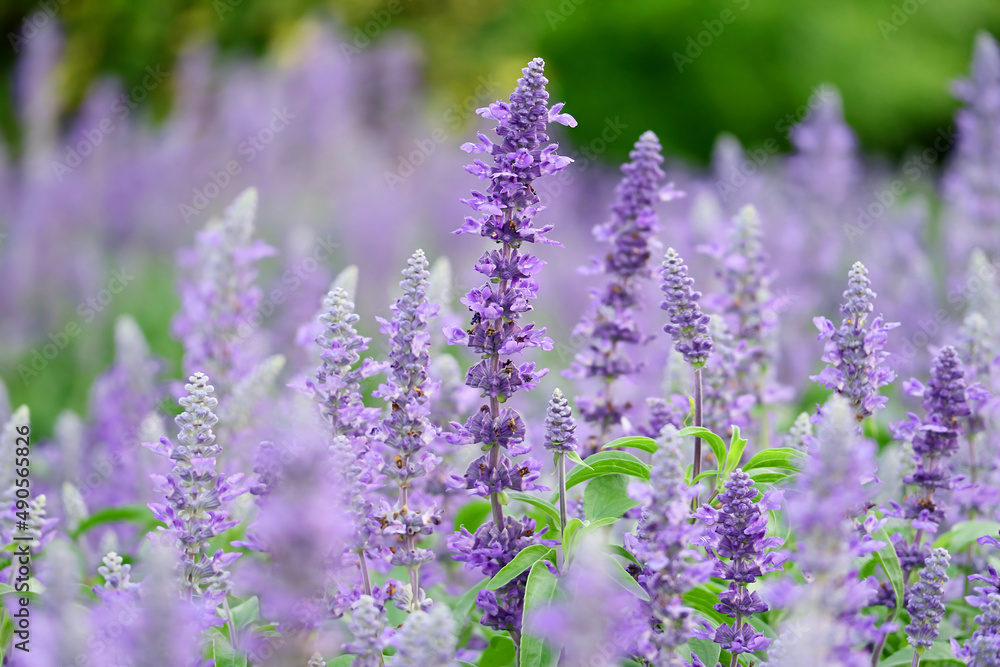 Naklejka premium Stunning Bunches of Lavender Flowers Blooming in the Field with Selective Focus