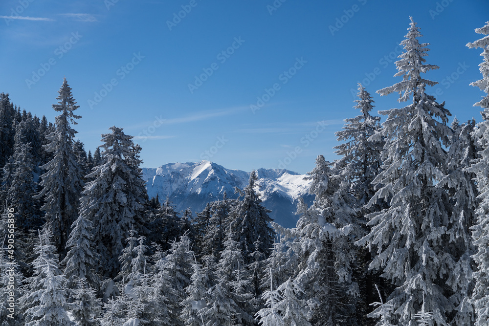Fototapeta premium snow covered mountains, Postavaru Mountains, Romania