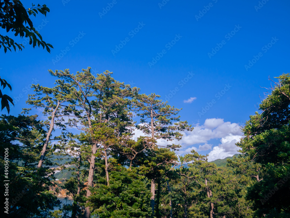 夏の西伊豆「黄金崎」の松林