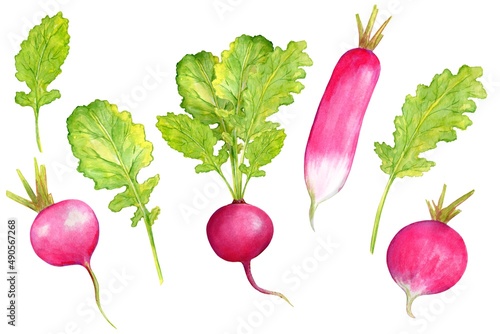 Vászonkép Bright pink ripe radish with green leaves, A set of Botanical illustrations, wat