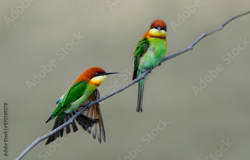 beautiful colored birds in nature Chestnut Headed Bee Eater