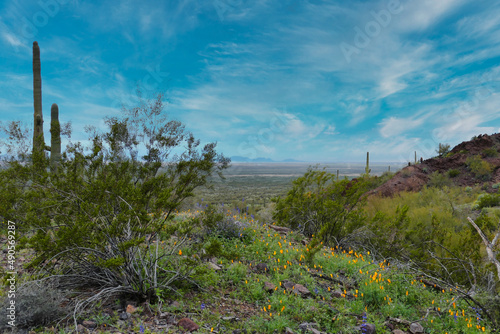 View from Picacho Peak State Park in the Sonoran Desert, between Tucson and Phoenix, Arizona. Orange poppies and green vegetation after a winter rainstorm. 