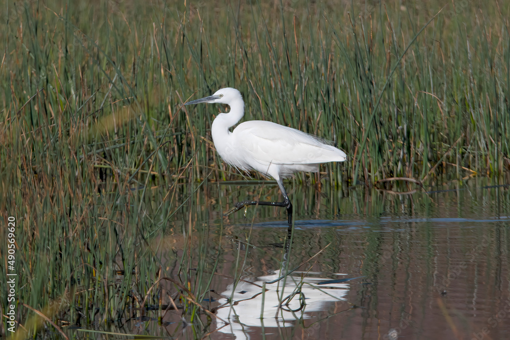 Little Egret in la Charca Suarez Motril Spain. Little Egret in la Charca Suarez Motril Spain.