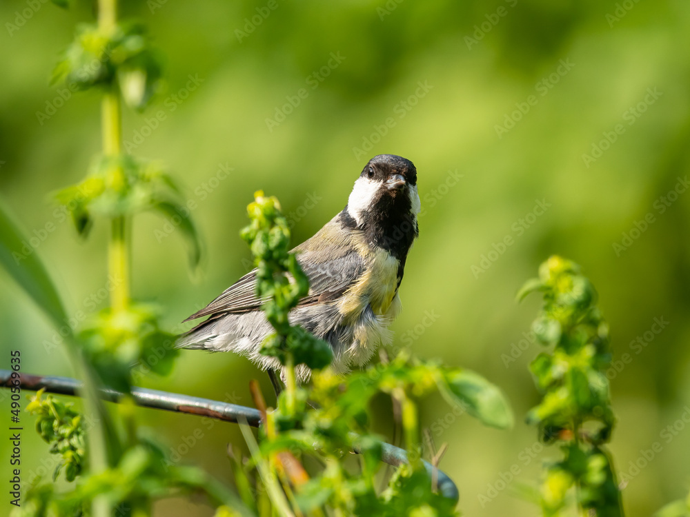 Obraz premium A great tit sitting on bush in summer