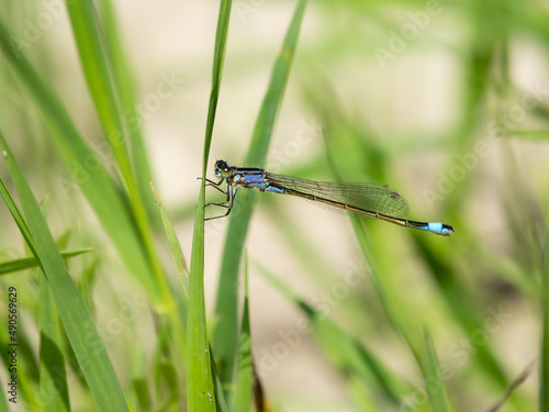 A common bluetail resting on a grass