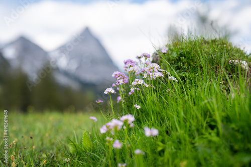 Cuckoo flowers in a meadow in the Austrian Alps photo