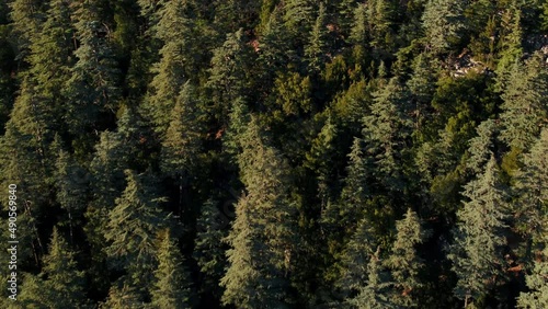 Aerial close view of colorful trees and reveal the mountain range in Antalya