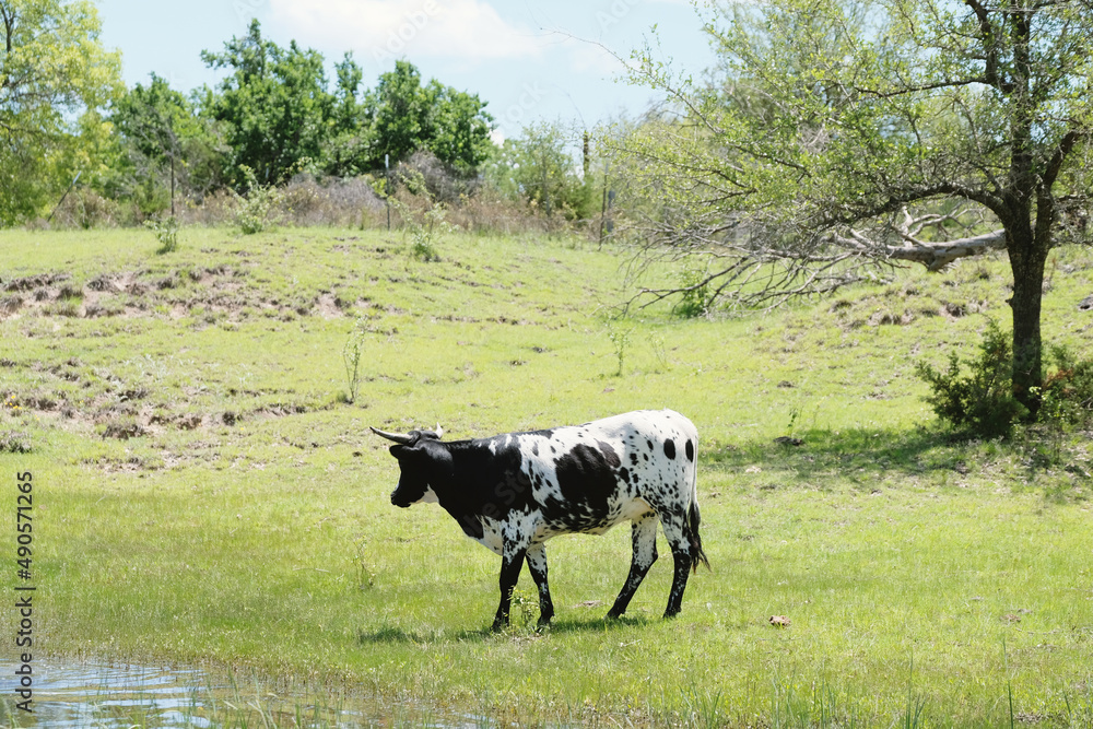 Young crossbred Corriente and longhorn cow in spring Texas landscape. Young crossbred Corriente and longhorn cow in spring Texas landscape.
