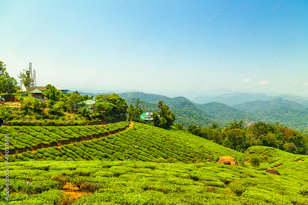 Landscape view of a tea plantation.