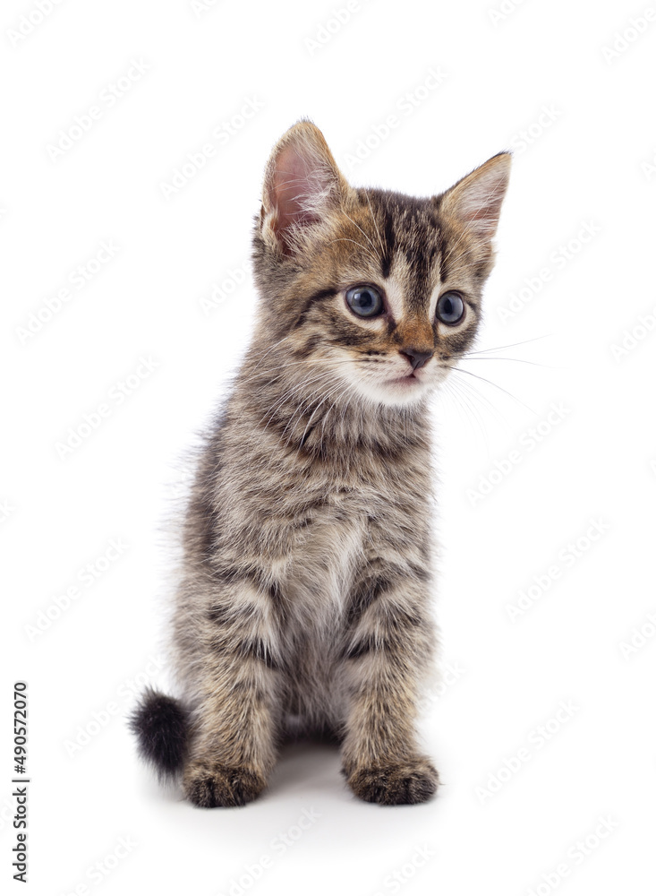 Gray little kitten is standing. Gray little kitten is standing.