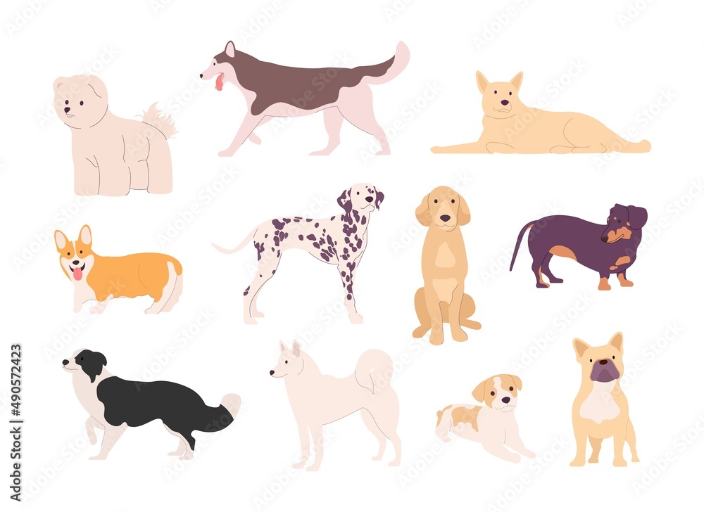 Set of different breeds of dogs in poses. Corgi, Jack Russell Terrier, Dalmatian, dachshund, pug and husky vector set. Jack russell terrier, golden retriever, cocker spaniel