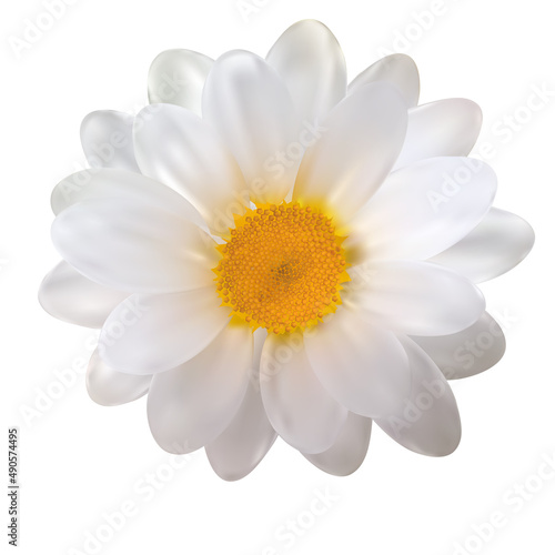 Realistic Chamomile Flower on White Background. Illustration