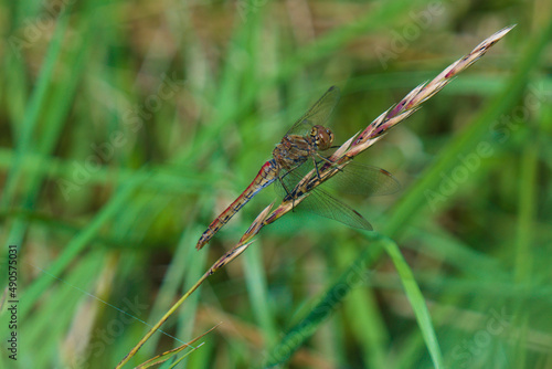 Dragonfly Reddish eyelash curler (Leucorrhinia rubicunda) resting on a blade of grass  © Piotr Zwonik