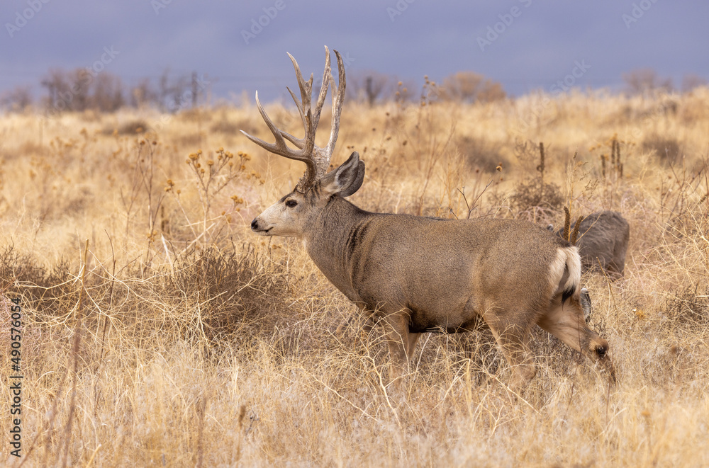 Mule Deer Buck during the Rut in Autumn in Colorado Mule Deer Buck during the Rut in Autumn in Colorado