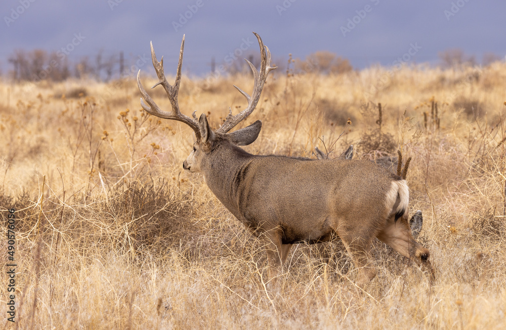 Mule Deer Buck during the Rut in Autumn in Colorado Mule Deer Buck during the Rut in Autumn in Colorado