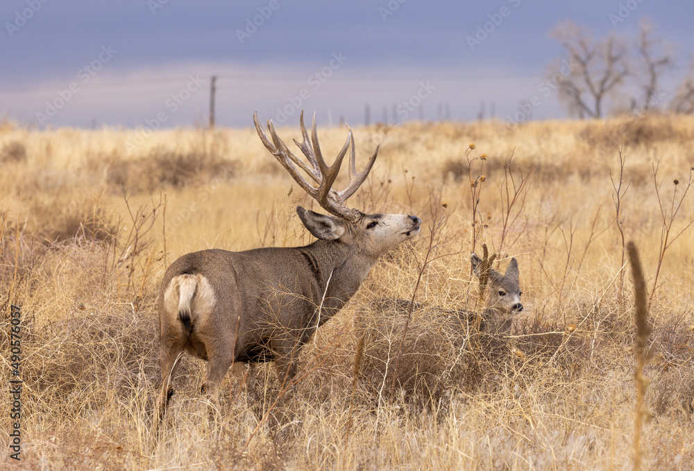 Mule Deer Buck during the Rut in Autumn in Colorado Mule Deer Buck during the Rut in Autumn in Colorado