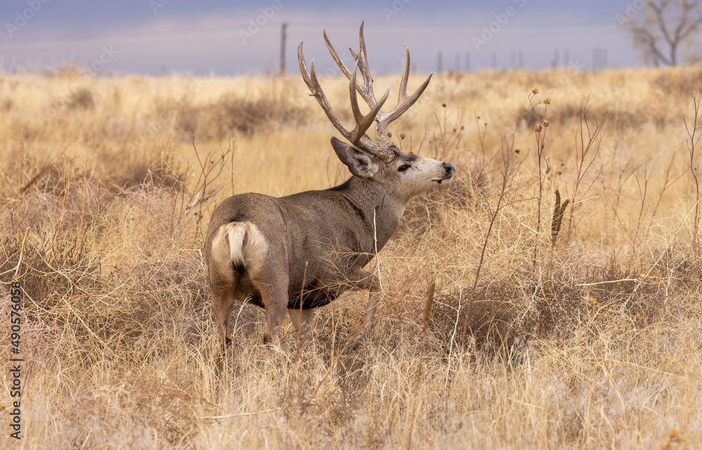 Mule Deer Buck during the Rut in Autumn in Colorado Mule Deer Buck during the Rut in Autumn in Colorado