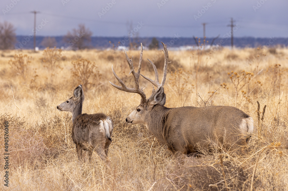 Mule Deer Buck during the Rut in Autumn in Colorado
