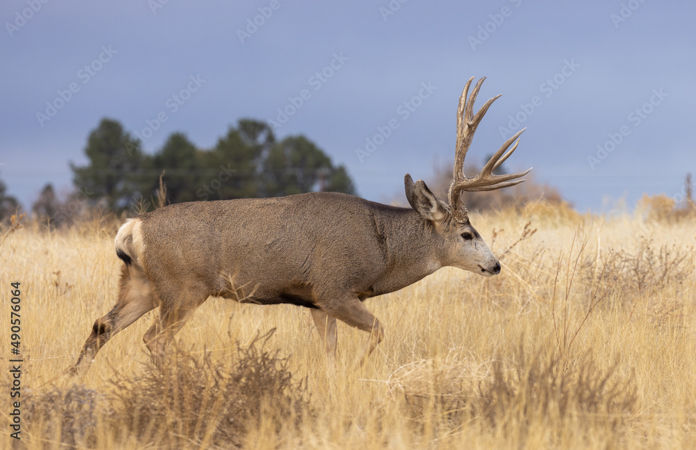 Mule Deer Buck during the Rut in Autumn in Colorado Mule Deer Buck during the Rut in Autumn in Colorado