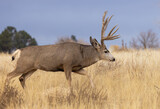 Mule Deer Buck during the Rut in Autumn in Colorado